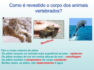 Como é revestido o corpo dos animais vertebrados? Mamíferos Têm o corpo coberto de pêlos Os pêlos nascem na camada mais superficial da pele –  epiderme Os pêlos mudam de cor em certas alturas do ano –  camuflagem Os pêlos mantêm a  temperatura  do corpo  constante Muitas vezes, os pêlos, são  impermeáveis  à água 
