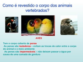 Como é revestido o corpo dos animais vertebrados? AVES Tem o corpo coberto de  penas As penas são  isoladoras  – evitam as trocas de calor entre o corpo do animal e o meio ambiente As penas são  impermeáveis  – não deixam passar a água por causa de uma camada de gordura 