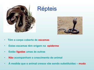 Répteis Têm o corpo coberto de   escamas Estas escamas têm origem na  epiderme Estão  ligadas  umas às outras Não  acompanham o crescimento do animal À medida que o animal cresce vão sendo substituídas –  muda 