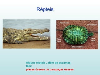 Répteis Alguns répteis , além de escamas têm: placas ósseas ou carapaças ósseas 