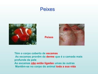 Peixes Peixes Têm o corpo coberto de  escamas As escamas provêm da  derme  que é a camada mais profunda da pele As escamas  não  estão ligadas  umas às outras Mantêm-se no corpo do animal  toda a sua vida 