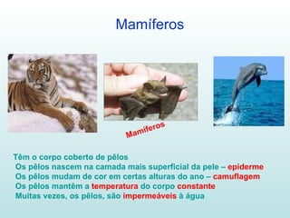 Mamíferos Mamíferos Têm o corpo coberto de pêlos Os pêlos nascem na camada mais superficial da pele –  epiderme Os pêlos mudam de cor em certas alturas do ano –  camuflagem Os pêlos mantêm a  temperatura  do corpo  constante Muitas vezes, os pêlos, são  impermeáveis  à água 
