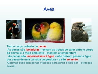 Aves Tem o corpo coberto de  penas As penas são  isoladoras  – evitam as trocas de calor entre o corpo do animal e o meio ambiente – mantêm a temperatura As penas são  impermeáveis à água  – não deixam passar a água por causa de uma camada de gordura – e são  ao vento. Algumas aves têm penas vistosas para atrair o seu par – atracção sexual. 