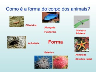 Como é a forma do corpo dos animais? Cilíndrica Alongada Fusiforme Simetria  bilateral Achatada  Simetria radial Esférica Achatada Forma 