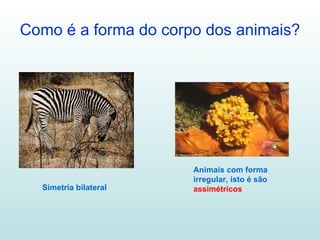 Como é a forma do corpo dos animais? Simetria bilateral Animais com forma irregular, isto é são  assimétricos 