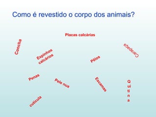 Como é revestido o corpo dos animais? Placas calcárias Espinhos calcários Pêlos Penas Escamas Pele nua Quitina cutícula Carapaça Concha 