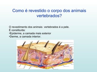 Como é revestido o corpo dos animais vertebrados? O revestimento dos animais  vertebrados é a pele. É constituída: Epiderme, a camada mais exterior Derme, a camada interior. 