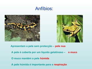Anfíbios:  Apresentam a pele sem protecção –  pele nua A pele é coberta por um líquido gelatinoso –  o muco O muco mantém a pele  húmida A pele húmida é importante para a  respiração 
