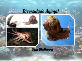 Diversidade Animal




    Filo Mollusca
 