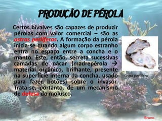 PRODUÇÃO DE PÉROLA
Certos bivalves são capazes de produzir
pérolas com valor comercial – são as
ostras perlíferas. A formação da pérola
inicia-se quando algum corpo estranho
entra no espaço entre a concha e o
manto. Este, então, secreta sucessivas
camadas de nácar (madrepérola 
material orgânico, brilhante, presente
na superfície interna da concha, usado    Ostra perlífera
para fazer botões) sobre o invasor.
Trata-se, portanto, de um mecanismo
de defesa do molusco.


                                                      Bruno
 