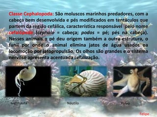Classe Cephalopoda: São moluscos marinhos predadores, com a
cabeça bem desenvolvida e pés modificados em tentáculos que
partem da região cefálica, característica responsável pelo nome
cefalópode (cephalo = cabeça; podos = pé; pés na cabeça).
Nesses animais o pé deu origem também a outra estrutura, o
funil por onde o animal elimina jatos de água usados na
locomoção por jatopropulsão. Os olhos são grandes e o sistema
nervoso apresenta acentuada cefalização.




argonauta                 Náutilo                 Polvo

                                                           Felipe
 