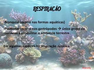RESPIRAÇÃO

-Branquial (ocorre nas formas aquáticas)
-Pulmonar (ocorre nos gastrópodes  único grupo de
moluscos a conquistar o ambiente terrestre.


Em algumas espécies há respiração cutânea.




                                                Andrielly
 