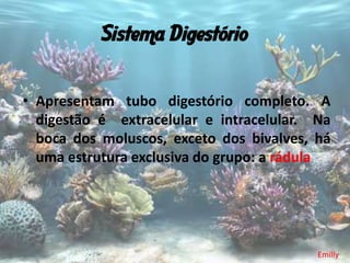 Sistema Digestório


• Apresentam tubo digestório completo. A
  digestão é extracelular e intracelular. Na
  boca dos moluscos, exceto dos bivalves, há
  uma estrutura exclusiva do grupo: a rádula




                                          Emilly
 