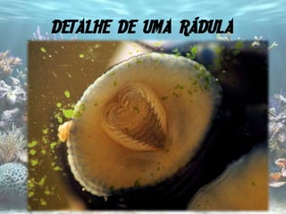 DETALHE DE UMA RÁDULA
 
