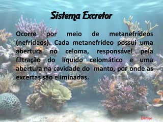 Sistema Excretor
Ocorre por meio de metanefrídeos
(nefrídeos). Cada metanefrídeo possui uma
abertura no celoma, responsável pela
filtração do líquido celomático e uma
abertura na cavidade do manto, por onde as
excertas são eliminadas.




                                      Denise
 