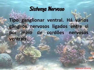 Sistema Nervoso
Tipo ganglionar ventral. Há vários
gânglios nervosos ligados entre si
por meio de cordões nervosos
ventrais.




                            Geiciane oliveira
 