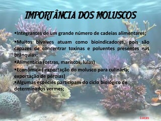 IMPORTÂNCIA DOS MOLUSCOS
Integrantes de um grande número de cadeias alimentares;
Muitos bivalves atuam como bioindicadores, pois são
capazes de concentrar toxinas e poluentes presentes nas
brânquias;
Alimentícia (ostras, mariscos, lulas)
Econômica ( exportação do molusco para culinária;
exportação de pérolas)
Algumas espécies participam do ciclo biológico de
determinados vermes;




                                                     Lucas
 