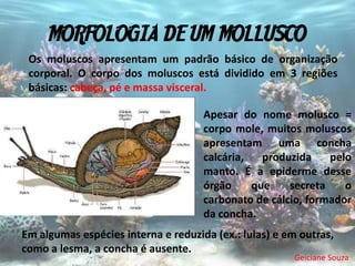 MORFOLOGIA DE UM MOLLUSCO
 Os moluscos apresentam um padrão básico de organização
 corporal. O corpo dos moluscos está dividido em 3 regiões
 básicas: cabeça, pé e massa visceral.

                                     Apesar do nome molusco =
                                     corpo mole, muitos moluscos
                                     apresentam uma concha
                                     calcária,   produzida    pelo
                                     manto. É a epiderme desse
                                     órgão     que    secreta    o
                                     carbonato de cálcio, formador
                                     da concha.
Em algumas espécies interna e reduzida (ex.: lulas) e em outras,
como a lesma, a concha é ausente.
                                                       Geiciane Souza
 