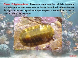 Classe Polyplacophora: Possuem uma concha calcária formada
por oito placas que recobrem o dorso do animal. Alimentam-se
de algas e outros organismos que raspam a superfície da rocha
com a rádula. Ex.: Quíton




                                                        Andrielly
 