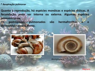 * Respiração pulmonar

Quanto à reprodução, há espécies monóicas e espécies dióicas. A
fecundação pode ser interna ou externa. Algumas espécies
possuem larva.
Os gastrópodes pulmonados são hermafroditas e o
desenvolvimento é direto.




             Escargot
                                    Biomphalaria



                                                          Raynara
 