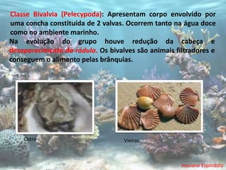 Classe Bivalvia (Pelecypoda): Apresentam corpo envolvido por
uma concha constituída de 2 valvas. Ocorrem tanto na água doce
como no ambiente marinho.
Na evolução do grupo houve redução da cabeça e
desaparecimento da rádula. Os bivalves são animais filtradores e
conseguem o alimento pelas brânquias.




    Ostra                          Vieiras



                                                     Jessiane Espíndola
 