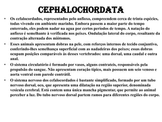Cephalochordata
• Os cefalocordados, representados pelo anfioxo, compreendem cerca de trinta espécies,
todas vivendo em ambiente marinho. Embora passem a maior parte do tempo
enterrado, eles podem nadar na agua por certos períodos de tempo. A natação do
anfioxo é semelhante à verificada nos peixes. Ondulação lateral do corpo, resultante da
contração alternada dos miótomos.
• Esses animais apresentam dobras na pele, com reforços internos de tecido conjuntivo,
conferindo-lhes semelhança superficial com as nadadeiras dos peixes; essas dobras
ocupam posições comparáveis às desses vertebrados: uma dorsal, uma caudal e outra
anal.
• O sistema circulatório é formado por vasos, alguns contrateis, responsáveis pela
propulsão do sangue. Não apresentam coração típico, mais possuem um seio venoso e
aorta ventral com parede contrátil.
• O sistema nervoso dos cefalocordados é bastante simplificado, formado por um tubo
nervoso dorsal, oco, que apresenta uma dilatação na região superior, denominada
vesícula cerebral. Está contem uma única mancha pigmentar, que permite ao animal
perceber a luz. Do tubo nervoso dorsal partem ramos para diferentes regiões do corpo.
 