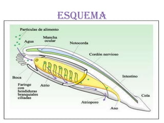 Esquema
 