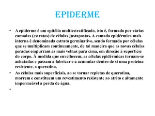Epiderme
• A epiderme é um epitélio multiestratificado, isto é, formado por várias
camadas (estratos) de células justapostas. A camada epidérmica mais
interna é denominada estrato germinativo, sendo formada por células
que se multiplicam continuamente, de tal maneira que as novas células
geradas empurram as mais velhas para cima, em direção à superfície
do corpo. À medida que envelhecem, as células epidérmicas tornam-se
achatadas e passam a fabricar e a acumular dentro de si uma proteína
resistente, a queratina.
• As células mais superficiais, ao se tornar repletas de queratina,
morrem e constituem um revestimento resistente ao atrito e altamente
impermeável a perda de água.
•
 