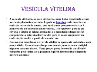 Vesícula vitelina
• A vesícula vitelínica, ou saco vitelínico, é uma bolsa constituída de um
nutriente, denominado vitelo. Ligada ao intestino embrionário e ao
embrião por meio de ductos, este auxilia nos processos relativos à
alimentação do indivíduo em formação. Isto é possível porque ele
envolve o vitelo; as células derivadas do mesoderme digerem seus
componentes e estes são distribuídos para os vasos sanguíneos do
embrião, formados a partir do mesoderme.
• No caso dos mamíferos, a vesícula vitelina se apresenta reduzida, e com
pouco vitelo. Ela se desenvolve precocemente, mas se torna vestigial
algumas semanas depois. Neste grupo, parte do cordão umbilical é
composta pela vesícula e a placenta é quem desempenha o papel de
nutrir o embrião.
 