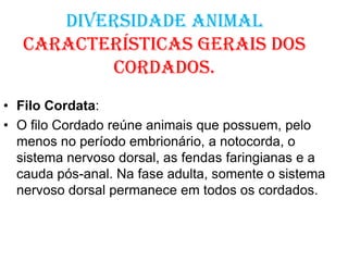Diversidade animal
Características gerais dos
cordados.
• Filo Cordata:
• O filo Cordado reúne animais que possuem, pelo
menos no período embrionário, a notocorda, o
sistema nervoso dorsal, as fendas faringianas e a
cauda pós-anal. Na fase adulta, somente o sistema
nervoso dorsal permanece em todos os cordados.
 