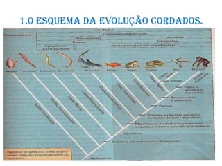 1.0 Esquema da evolução cordados.
 
