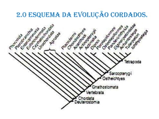 2.0 Esquema da evolução cordados.
 