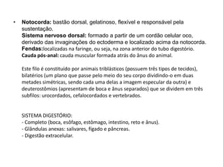 • Notocorda: bastão dorsal, gelatinoso, flexível e responsável pela
sustentação.
Sistema nervoso dorsal: formado a partir de um cordão celular oco,
derivado das invaginações do ectoderma e localizado acima da notocorda.
Fendas:localizadas na faringe, ou seja, na zona anterior do tubo digestório.
Cauda pós-anal: cauda muscular formada atrás do ânus do animal.
Este filo é constituído por animais triblásticos (possuem três tipos de tecidos),
bilatérios (um plano que passe pelo meio do seu corpo dividindo-o em duas
metades simétricas, sendo cada uma delas a imagem especular da outra) e
deuterostômios (apresentam de boca e ânus separados) que se dividem em três
subfilos: urocordados, cefalocordados e vertebrados.
SISTEMA DIGESTÓRIO:
- Completo (boca, esôfago, estômago, intestino, reto e ânus).
- Glândulas anexas: salivares, fígado e pâncreas.
- Digestão extracelular.
 