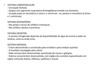 • SISTEMA CARDIOVASCULAR:
- Circulação fechada
- Sangue com pigmento respiratório (hemoglobina) contido nas hemácias.
- Coração pode ser bicavitário (1 átrio e 1 ventrículo - ex: peixes) e tricavitário (2 átrios
e 1 ventrículo).
SISTEMA RESPIRATÓRIO:
- Nos peixes e larvas de anfíbios é branquial.
- Nos anfíbios adultos é pulmonar.
SISTEMA EXCRETOR:
- A excreta nitrogenada depende da disponibilidade de água do animal e pode ser
amônia, uréia ou ácido úrico.
SISTEMA NERVOSO:
- É bem desenvolvido e constituído pelo encéfalo e pela medula espinhal.
- O encéfalo é protegido pelo crânio.
- Rede nervosa bem desenvolvida, constituída de nervos e glângios.
- Sistema sensorial bem desenvolvido, com órgãos dos sentidos especializados em
captar estímulos tácteis, olfativos, auditivos e visuais.
 
