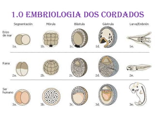 1.0 Embriologia dos cordados
 