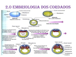 2.0 Embriologia dos cordados
 