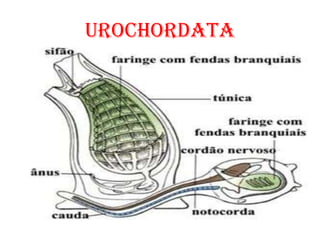 urochordata
 