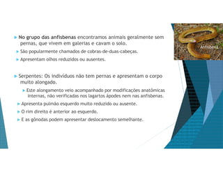  No grupo das anfisbenas encontramos animais geralmente sem
pernas, que vivem em galerias e cavam o solo.
 São popularmente chamados de cobras-de-duas-cabeças.
 Apresentam olhos reduzidos ou ausentes.
 Serpentes: Os indivíduos não tem pernas e apresentam o corpo
muito alongado.
 Este alongamento veio acompanhado por modificações anatômicas
internas, não verificadas nos lagartos ápodes nem nas anfisbenas.
 Apresenta pulmão esquerdo muito reduzido ou ausente.
 O rim direito é anterior ao esquerdo.
 E as gônodas podem apresentar deslocamento semelhante.
Anfisbena
 
