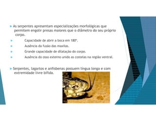  As serpentes apresentam especializações morfológicas que
permitem engolir presas maiores que o diâmetro do seu próprio
corpo.
 Capacidade de abrir a boca em 180º.
 Ausência da fusão das maxilas.
 Grande capacidade de dilatação do corpo.
 Ausência do osso externo unido as costelas na região ventral.
 Serpentes, lagartos e anfisbenas possuem língua longa e com
extremidade livre bífida.
 