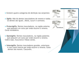  Existem quatro categorias de dentição nas serpentes:
 Áglifa: Não há dentes inoculadores de veneno e todos
os dentes são iguais. Jiboia, sucuri e caninana.
 Proteróglifa: Dentes inoculadores, na região anterior,
que possuem um sulco por onde escorre o veneno.
Coral-verdadeira.
 Opistóglifa: Dentes inoculadores, na região posterior,
que possuem um sulco por onde escorre o veneno.
Cobra-cipó, mucurana e falsas-corais.
 Solenóglifa: Dentes inoculadores grandes, anteriores
e com canal interno por onde escorre o veneno. Estes
dentes são moveis. Cascavéis.
 