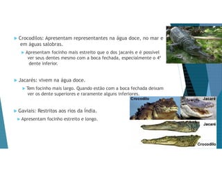  Crocodilos: Apresentam representantes na água doce, no mar e
em águas salobras.
 Apresentam focinho mais estreito que o dos jacarés e é possível
ver seus dentes mesmo com a boca fechada, especialmente o 4º
dente inferior.
 Jacarés: vivem na água doce.
 Tem focinho mais largo. Quando estão com a boca fechada deixam
ver os dente superiores e raramente alguns inferiores.
 Gaviais: Restritos aos rios da Índia.
 Apresentam focinho estreito e longo.
Gavial
 