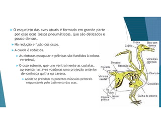  O esqueleto das aves atuais é formado em grande parte
por osso ocos (ossos pneumáticos), que são delicados e
pouco densos.
 Há redução e fusão dos ossos.
 A cauda é reduzida.
 As cinturas escapular e pélvicas são fundidas à coluna
vertebral.
 O osso esterno, que une ventralmente as costelas,
apresenta nas aves voadoras uma projeção anterior
denominada quilha ou carena.
 Aonde se prendem os potentes músculos peitorais
responsáveis pelo batimento das asas.
 