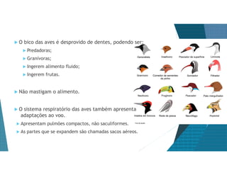  O bico das aves é desprovido de dentes, podendo ser:
 Predadoras;
 Granívoras;
 Ingerem alimento fluido;
 Ingerem frutas.
 Não mastigam o alimento.
 O sistema respiratório das aves também apresenta
adaptações ao voo.
 Apresentam pulmões compactos, não saculiformes.
 As partes que se expandem são chamadas sacos aéreos.
 