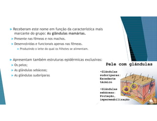  Receberam este nome em função da característica mais
marcante do grupo: As glândulas mamárias.
 Presente nas fêmeas e nos machos.
 Desenvolvidas e funcionais apenas nas fêmeas.
 Produzindo o leite do qual os filhotes se alimentam.
 Apresentam também estruturas epidérmicas exclusivas:
 Os pelos;
 As glândulas sebáceas;
 As glândulas sudoríparas
 