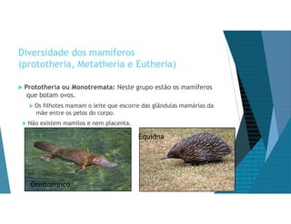 Diversidade dos mamíferos
(prototheria, Metatheria e Eutheria)
Ornitorrinco
 Prototheria ou Monotremata: Neste grupo estão os mamíferos
que botam ovos.
 Os filhotes mamam o leite que escorre das glândulas mamárias da
mãe entre os pelos do corpo.
 Não existem mamilos e nem placenta.
Equidna
 