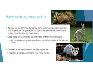 Metatheria ou Mursupialia
Cuíca
 Agrupa os mamíferos vivíparos, cujo embriões passam por um
curto período de gestação no útero da gêmea e nascem sem
estar completamente formados.
 Logo após o nascimento os embriões entram no marsúpio.
 Ali completam o seu desenvolvimento, alimentando-se do leite da
mãe.
Gambá
 Existem atualmente cerca de 280 espécies.
 Restritos a região Australiana e ao Novo Mundo.
Canguru
 