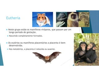 Eutheria
 Neste grupo estão os mamíferos vivíparos, que passam por um
longo período de gestação.
 Nascendo completamente formados.
 Os eutérios ou mamíferos placentários a placenta é bem
desenvolvida.
 Nos metatérios, a placenta é reduzida ou ausente.
 