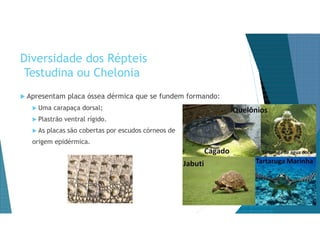 Diversidade dos Répteis
Testudina ou Chelonia
 Apresentam placa óssea dérmica que se fundem formando:
 Uma carapaça dorsal;
 Plastrão ventral rígido.
 As placas são cobertas por escudos córneos de
origem epidérmica.
 