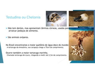 Testudina ou Chelonia
 Não tem dentes, mas apresentam lâminas córneas, usadas para
arrancar pedaços de alimento.
 São animais ovíparos.
No Brasil encontramos o maior quelônio de água doce do mundo:
A tartaruga-da-Amazônia, sua carapaça chega a 75cm de comprimento.
Ocorre também a maior tartaruga marinha.
Chamada tartaruga-de-couro, chegando a medir até 2,5m de comprimento.
 