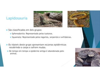 Lapidosauria
 São classificados em dois grupos:
 Sphenodontia: Representado pelas tuataras.
 Squamata: Representado pelos lagartos, serpentes e anfisbenas.
 Os répteis deste grupo apresentam escamas epidérmicas
recobrindo o corpo e sofrem mudas.
 De tempo em tempo a epiderme antiga é abandonada pelo
animal.
Tuatara Anfisbena
 